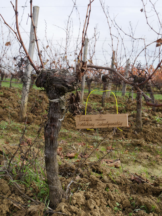 Виноградник на урожай